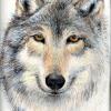 Kusku (Wolf) - Colored Pencils
Â© Kathryn A. Barnes, artist