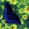 Swallowtail and Yellow Flowers - Oils on Canvas
Â© Kathryn A. Barnes, artist