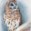 Winter Berry Owl - Mixed Media
Â© Kathryn A. Barnes, artist