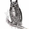 Owl in Pen and Ink
Â© Kathryn A. Barnes, artist